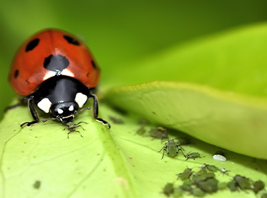 photo of lady bug