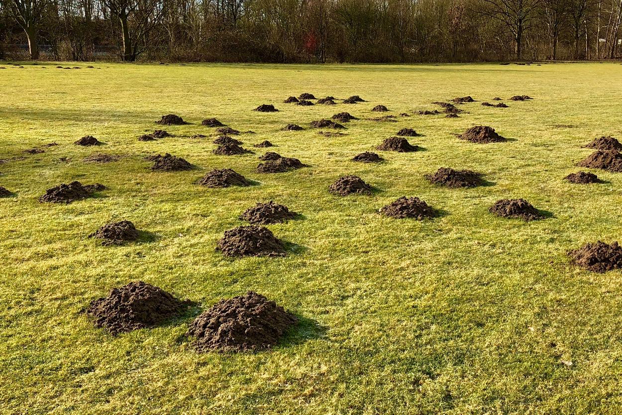 Mole hills in field