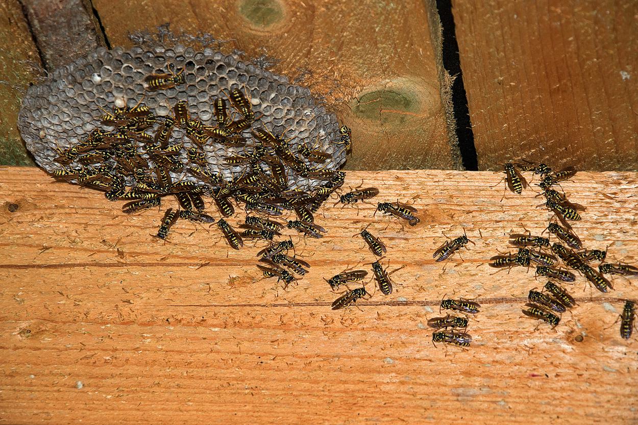 Wasp nest inside attic