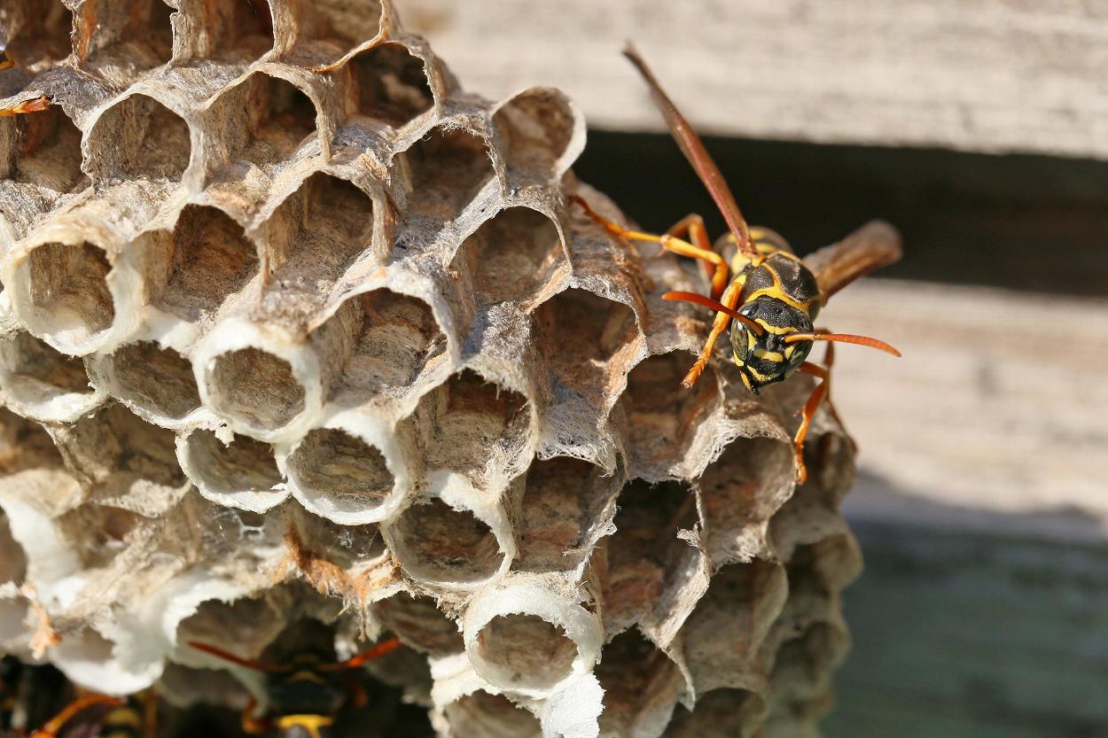 Wasp nest in Devon