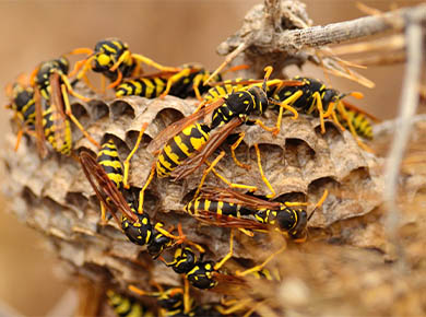 photo of some wasps
